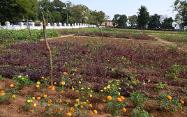 Three months certificate course/ curriculum on IFS for farmers